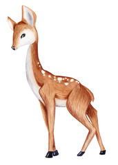 Baby deer watercolor summer, autumn illustration