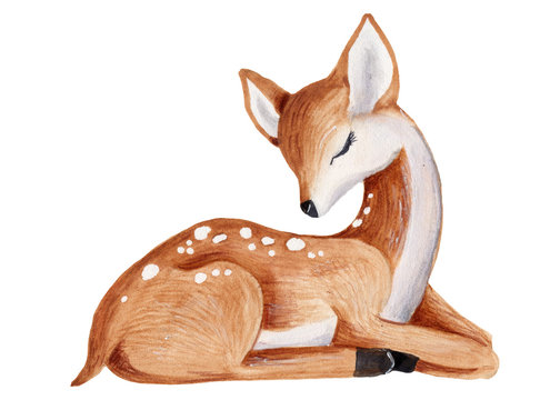 Baby deer watercolor summer, autumn illustration