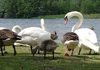 Swans and geese