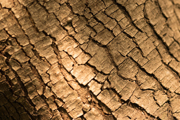 Bark texture