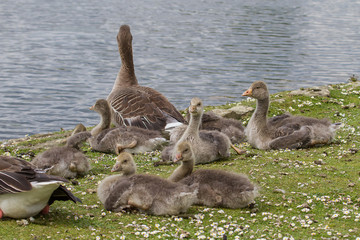  A family group of Greylag geese resting beside a lake