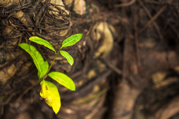Texture of a green leaf as background.Thailand.
