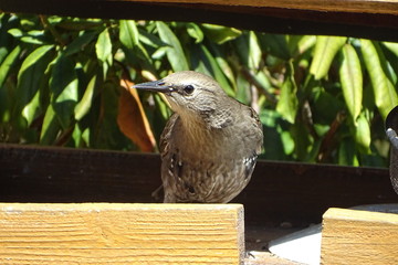 Fledgling starling