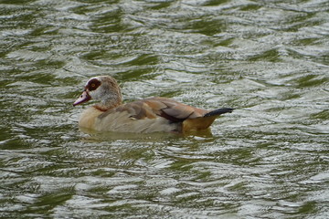 Egyptian goose