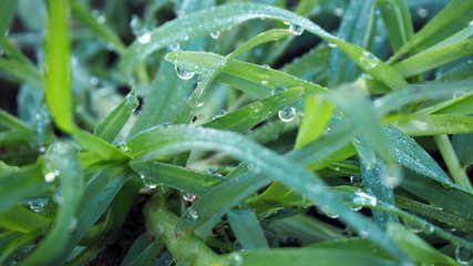 Fototapeta na wymiar Grass closeup with dew on green grass.
