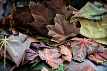 Fototapeta na wymiar The leaf of maple