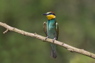 Giovane gruccione (Merops apiaster)