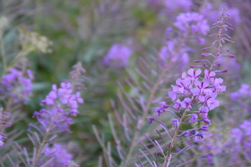 Fleurs typiques de Finlande, caractéristiques du paysage