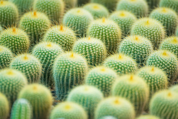 Group of small cactus plant in the pot at cactus garden.Thailand.