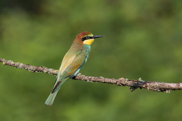 Giovane gruccione (Merops apiaster)