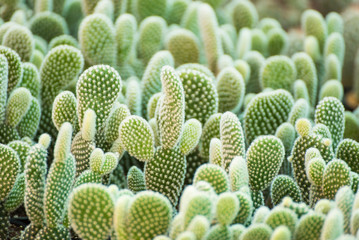 Group of small cactus plant in the pot at cactus garden.Thailand.