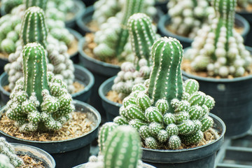 Group of small cactus plant in the pot at cactus garden.Thailand.