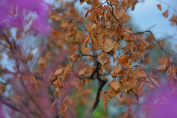 Branche automnale sur fond mauve