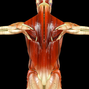 Anatomia di un corpo umano visto di schiena. Persona vista di spalle con muscoli