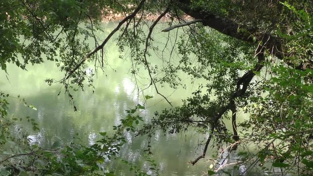 Georgia, Abbotts Bridge Park, A pan across the green water of the Chattahoochee River through trees