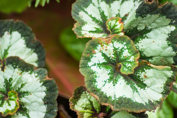 Texture of a green leaf as background.Thailand.