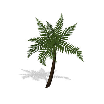 Plant in isometric style. Cartoon tropical tree on white background. Isolated image of jungles palm. Vector illustration