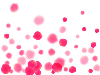 Pink rose petals falling vector valentine background.