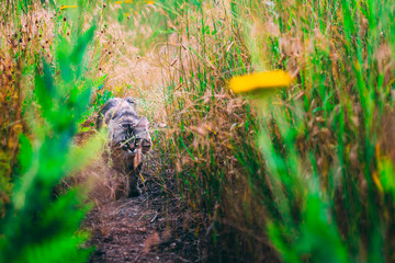 the grey cat in the flowers. 