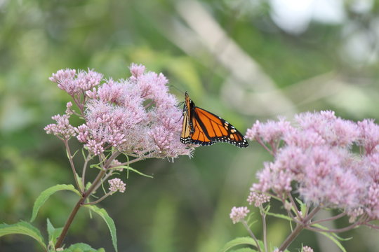 Monarch Butterfly on pretty pink flower in a small park area. Kingston, Ontario.      

