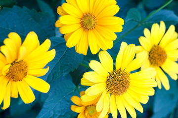 Beautiful yellow summer flowers in the garden with blurred green leaves in background