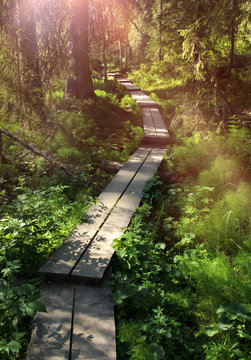 Fototapeta Wooden causeway in green forest