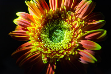 gerbera flower on a black background, gerbera in the shade