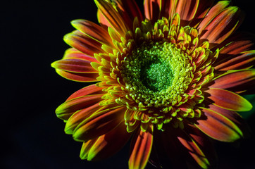 gerbera flower on a black background, gerbera in the shade