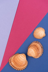 Colorful holiday background with shells