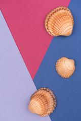 Colorful holiday background with shells
