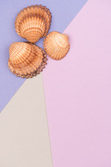Colorful holiday background with shells