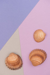 Colorful holiday background with shells