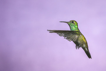 Hummingbird in Flight - Versicolored Emerald (Amazilia versicolor) in Iguazu Falls, Brasil -...