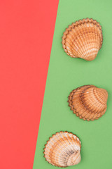 Colorful holiday background with shells