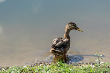 Duck Going Into the Water