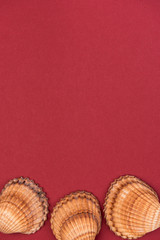 Colorful holiday background with shells