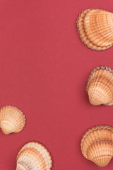 Colorful holiday background with shells