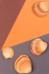 Fototapeta na wymiar Colorful holiday background with shells