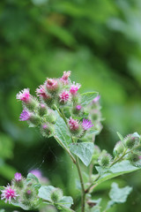  Common Burdock (Arctium) with purple flower on top of head growing beside a country roadway. Kingston, Ontario.   

