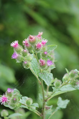 Common Burdock (Arctium) with purple flower on top of head growing beside a country roadway. Kingston, Ontario.   

