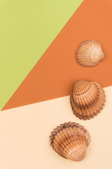 Colorful holiday background with shells