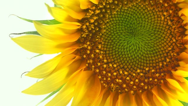 Sunflower isolated on white background. Blooming sunflower opening closeup. Timelapse. 3840X2160 4K UHD video footage