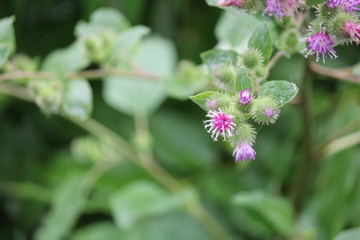  Common Burdock (Arctium) with purple flower on top of head growing beside a country roadway. Kingston, Ontario.   

