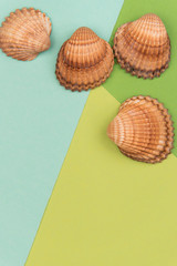 Colorful holiday background with shells