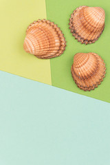 Colorful holiday background with shells