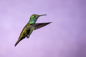 Fototapeta premium Hummingbird in Flight - Versicolored Emerald (Amazilia versicolor) in Iguazu Falls, Brasil - Argentina major Touristic Destination