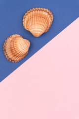 Colorful holiday background with shells