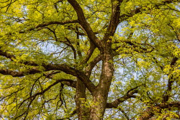 Yellow colored tree