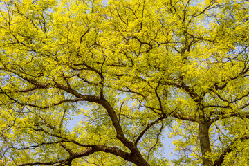 Yellow colored tree
