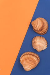 Colorful holiday background with shells